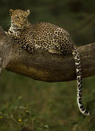 leopard